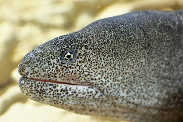 Gymnothorax pictus balığının portresi, biberli moray. Su altı faunası