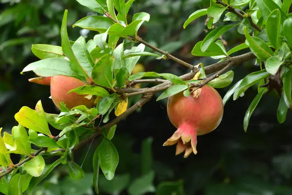 庭の葉が付いているザクロの果実 — ストック写真