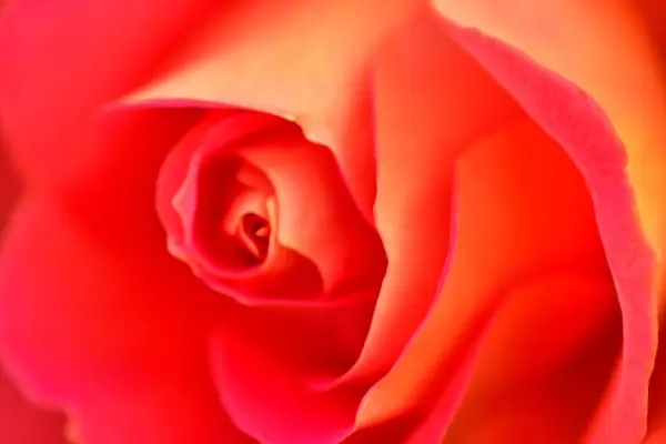 Belle Rose Rouge Gros Plan — Photo