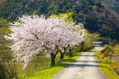 Japonya 'da Bahar Kiraz Çiçeği Sahnesi