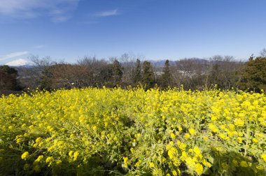 Arka planda dağlar ve sarı çiçekler olan güzel bir manzara.