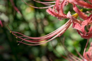 Bulanık yeşil arkaplanda egzotik kırmızı çiçek
