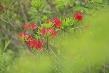 doğa kırmızı çiçek.