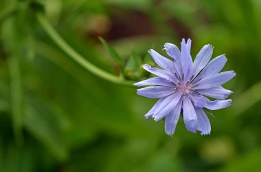 güzel çiçek arkaplan görüntüsü 