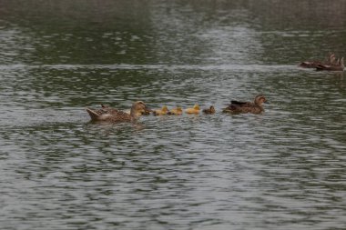 Gölde yüzen ördekler 