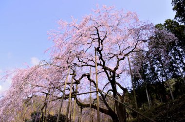 Baharda kiraz ağacının beyaz çiçekleri 