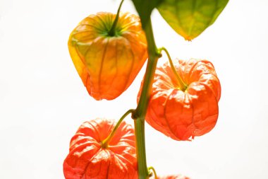 Kapalı - portakal kurutulmuş çiçek çan çiçekleri