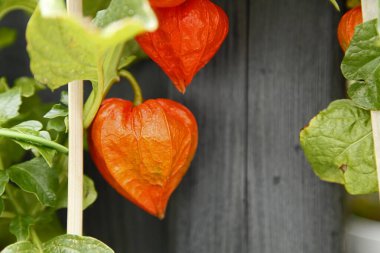 Çin Feneri ya da Physalis alkekengi şubesini kapatın.