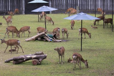 Japonya 'daki Nara parkında yeşil çimlerin üzerinde toplanan bir grup geyik.