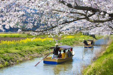 Japonya 'da geleneksel Japon kiraz çiçeklerinin tadını çıkaran turistler.