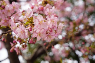 Bahar kiraz çiçekleri Bahçe