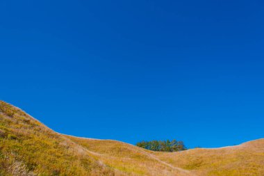 Çimenli tepelerin alçak açısı Ağaçlar ve mavi gökyüzü