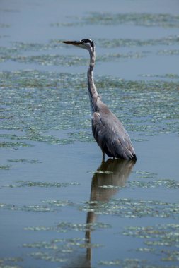 Göldeki büyük beyaz balıkçıl balığının yakın çekimi.