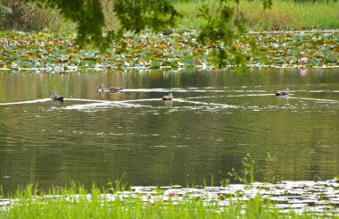 Yaz parkında yeşil çimenli gölde ördekler 