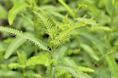 doğanın yeşil yaprak