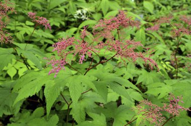 Bahçedeki güzel çiçekler