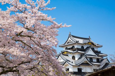 Japonya 'da Bahar Kiraz Çiçeği Sahnesi