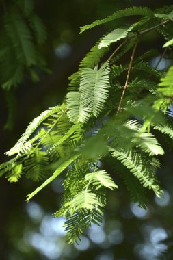 Eğreltiotu yaprakları yazın kapanıyor