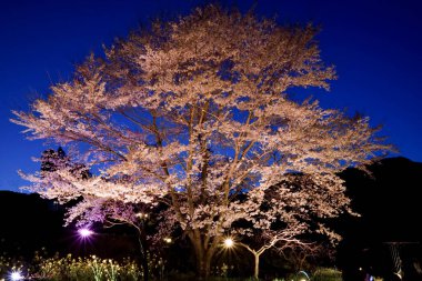 Japonya, Tokyo 'da kiraz çiçeklerinin gece manzarası