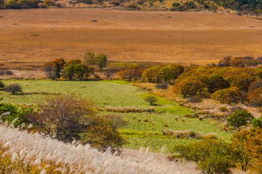 Dağlardaki güzel Cortaderia otları manzarası