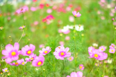 Kozmos çiçekleri yaz mevsiminde çiçek açar.