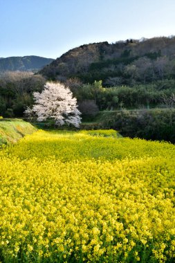 Kiraz çiçeği, Japonya 'da sakura