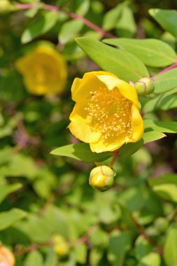Bahçedeki güzel çiçekler