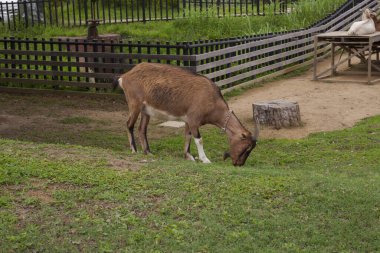 Yeşil çimenlerin üzerinde otlatma keçi