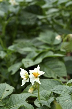 Genç bir bitkinin yeşil yaprakları