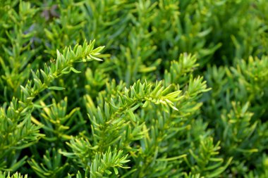 Taze yeşil biberiye yetişiyor.