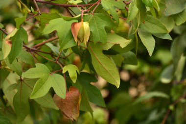 güzel çiçek arkaplan görüntüsü 