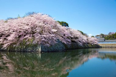 Japonya 'da Bahar Kiraz Çiçeği Sahnesi