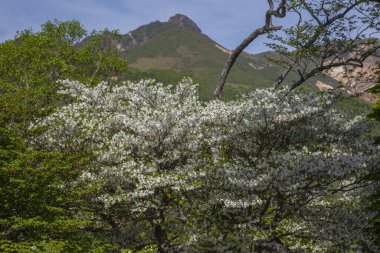 Güzel botanik fotoğrafı, doğal duvar kağıdı.