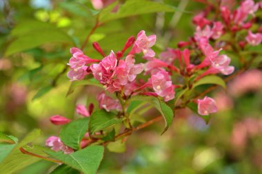 Bahçedeki güzel pembe çiçekler
