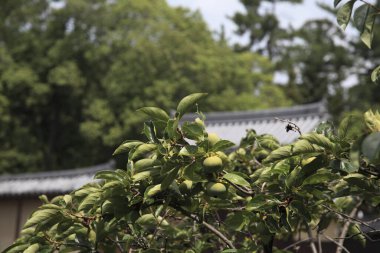 Bahçedeki yeşil ağaç