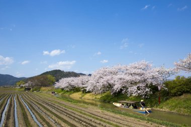 Japonya 'da geleneksel Japon kiraz çiçeklerinin tadını çıkaran turistler.
