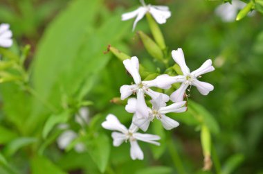 Yeşil çimenlikte beyaz çiçekler.
