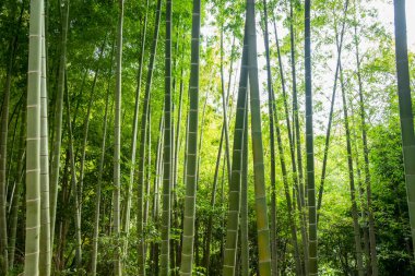 Taze yeşil yapraklı bambu ormanı
