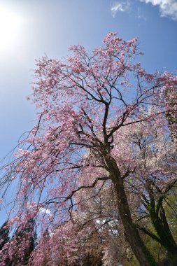 Kiraz çiçekleri, Tokyo, Japonya