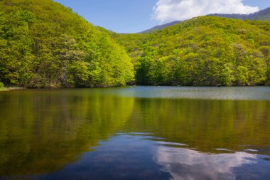 Güzel sakin göl ve yaz ormanlarında yeşil ağaçlar.