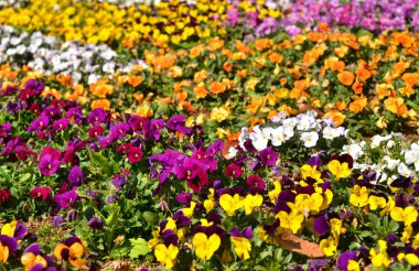 Güneş ışığında renkli çiçekler, doğal arkaplan 