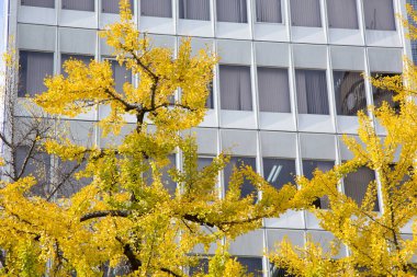 Sonbaharda şehir mimarisi ve sarı ağaç