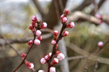 Güzel botanik fotoğrafı, doğal duvar kağıdı.