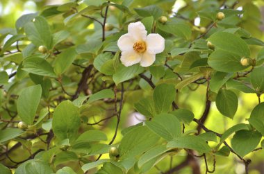 Beyaz yasemin çiçekleri.