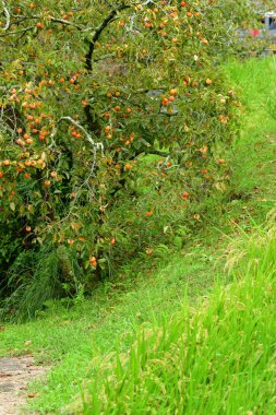 Güzel botanik fotoğrafı, doğal duvar kağıdı.