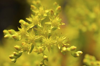Güzel botanik fotoğrafı, doğal duvar kağıdı.