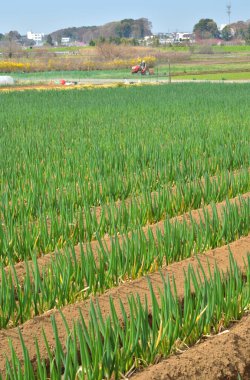 Tarlada yeşil soğan