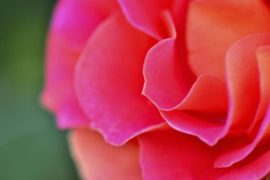 Yeşil yapraklı güzel kırmızı gül