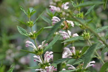Yakın plan - çiçek açan güzel çiçeklerin görüntüsü