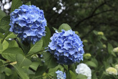 Bahçedeki ortancaların mavi çiçekleri